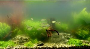 Om Ulike Algetyper – og Hvordan Bli Kvitt Dem