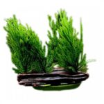 Plastplante-Java-mose-1.jpg Plastplante Java mose