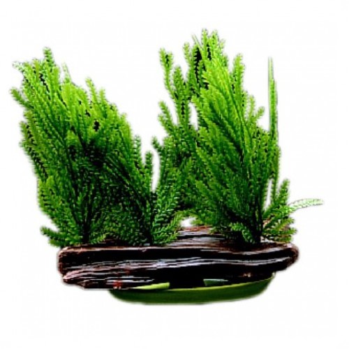 Plastplante-Java-mose-1.jpg Plastplante Java mose