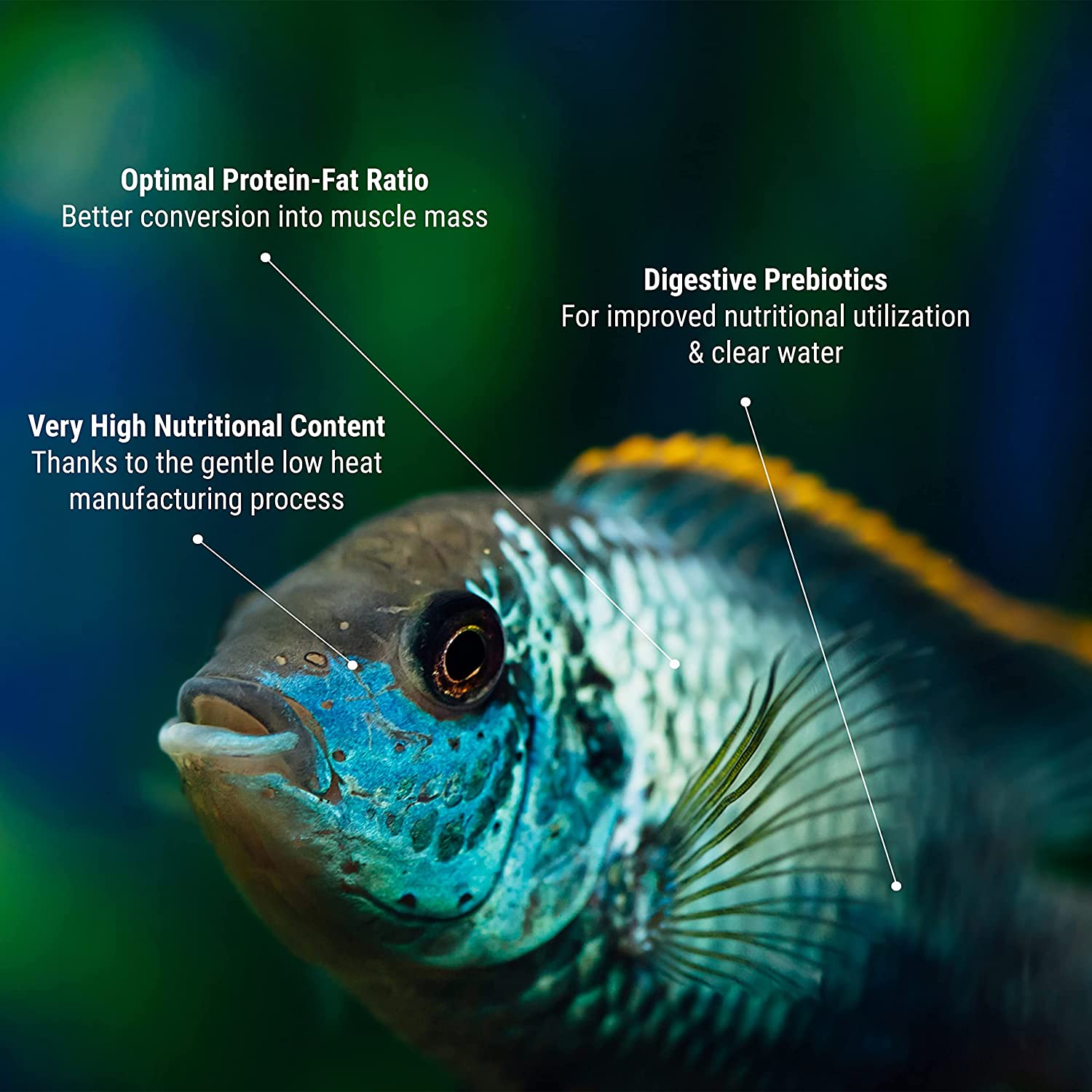 Tetra Pro Colour Tetra Pro Colour